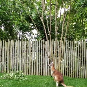 Meet your Posher, Gino